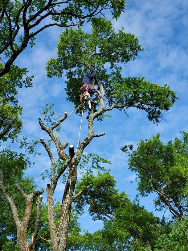 Climber working high in a tree
