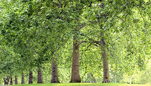Trees ready for trimming