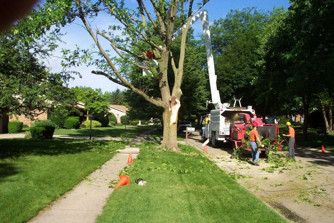 Treetop crew and grinding equipment on site