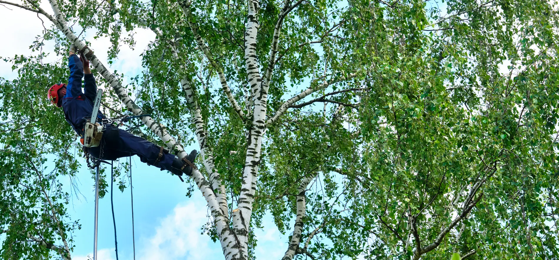 Treetop climber working at the top of a tall tree